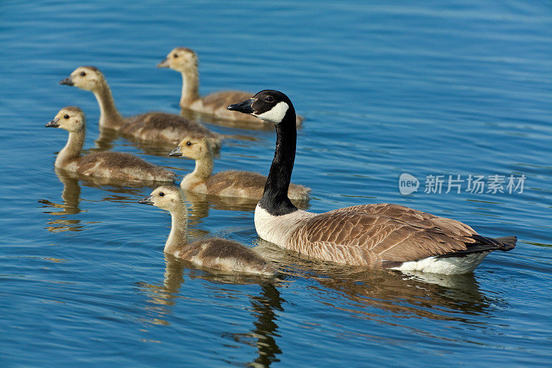 加拿大鹅与小鹅(Branta canadensis) XXXL